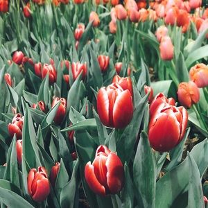 Meet your Posher, Wendy